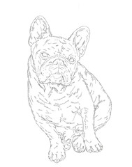 Cute adorable white French Bulldog black and white drawing