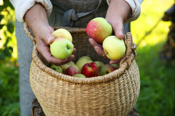 Senior farmer with basket of fresh apples in garden, closeup