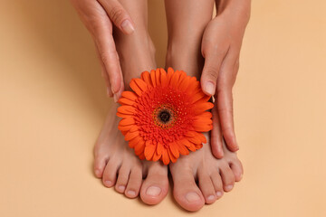 Woman with smooth feet and gerbera flower on beige background, closeup