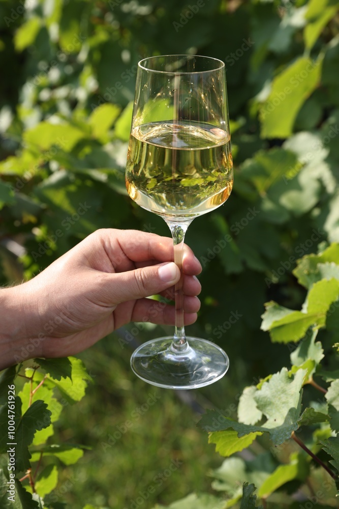 Wall mural Man holding glass with tasty wine outdoors, closeup