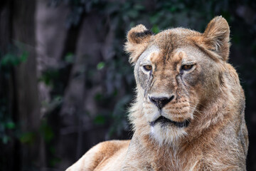 portrait of a lion