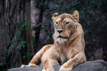 portrait of a lion