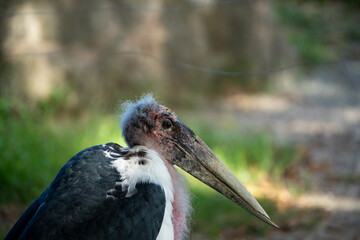 close up of a stork
