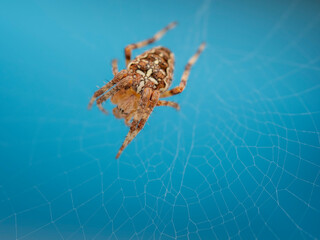 Macro en Villasana