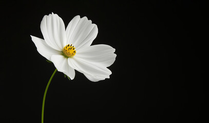 Delicate white flower on black background, beautifully illuminated, close up, photography art, nature concept © Bonsales