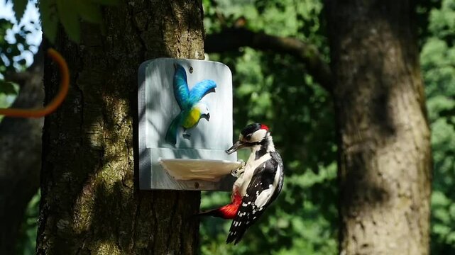 great red-headed woodpecker,