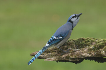 Blue Jay in late fall