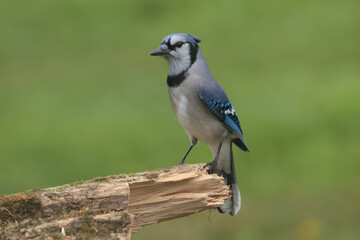 Blue Jay in late fall