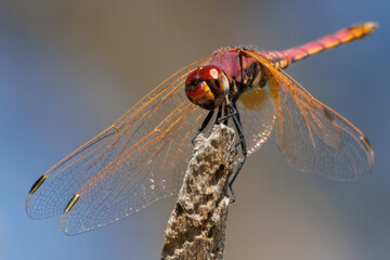 Primer plano de libélula Sympetrum fonscolombii macho posada en un palo, Beniarrés, España