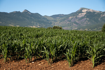 Agricultural region with corn mais fields near Sisteron, Haute-Durance, Franse departement Alpes-de-Haute-Provence, in summer