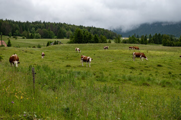Producing of wheels of Comte cheese in lower Jura, France, Montbeliards or French Simmental cows herd grazing grass on green pasture in summer months