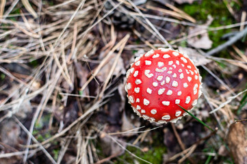 Close-up of a vibrant red toadstool with white spots, nestled in a forest setting surrounded by dried leaves and grass - Amanita muscaria