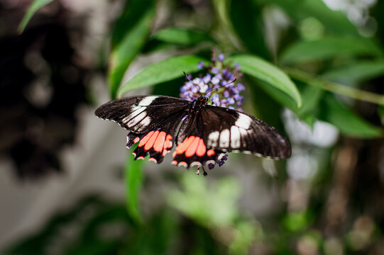 Beautiful Black and Red Butterfly on Purple Flower - Parides Arcas