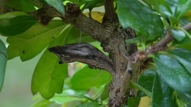 Black Swallowtail Butterfly moving and twitching inside cocoon