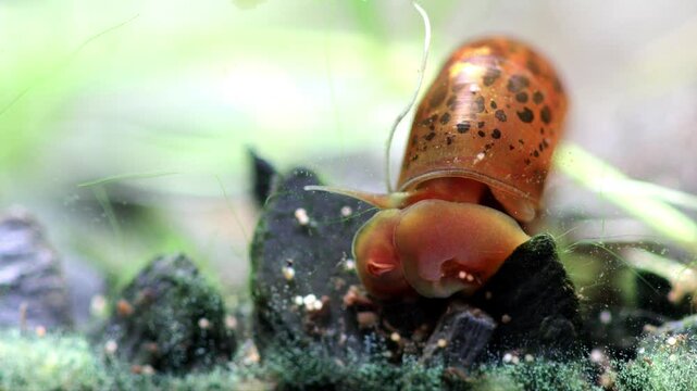 Aquarium snail Planorbidae, aquatic pulmonate gastropod mollusc. Macro nature, shallow depth of field. The snail eats Artemia salina eggs.