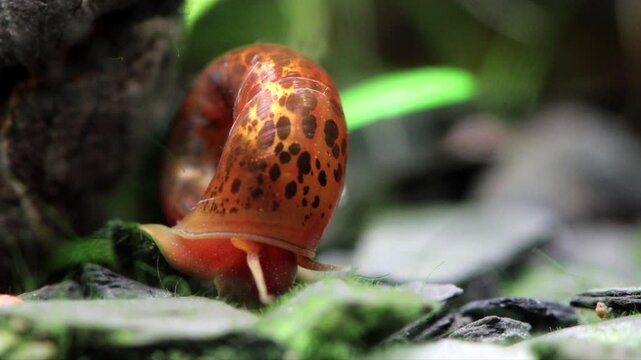 Aquarium snail slowly crawls on the ground. Brown, black spotted pattern shell. Planorbidae, aquatic pulmonate gastropod mollusc. Macro nature, shallow depth of field. 