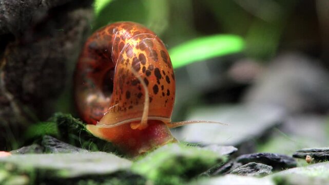 Aquarium snail slowly crawls on the ground. Brown, black spotted pattern shell. Planorbidae, aquatic pulmonate gastropod mollusc. Macro nature, shallow depth of field. 