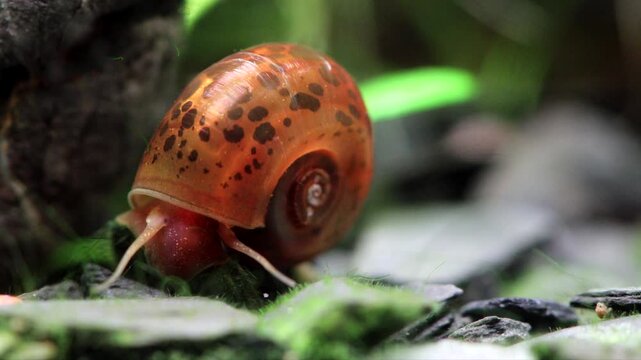 Aquarium snail slowly crawls on the ground. Brown, black spotted pattern shell. Planorbidae, aquatic pulmonate gastropod mollusc. Macro nature, shallow depth of field. 