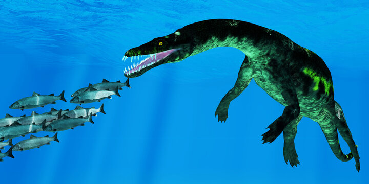 Nothosaurus attacks Salmon School - A school of Atlantic Salmon swim away from a giant Nothosaurus reptile during the Triassic Period.