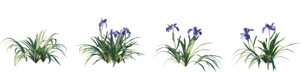 Set of frontal Iris tectorum (known as roof iris, Japanese roof iris and wall iris) isolated png on a transparent background perfectly cutout high resolution