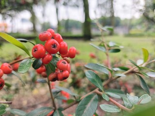 red berries on a bush