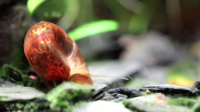Aquarium snail slowly crawls on the ground. Brown, black spotted pattern shell. Planorbidae, aquatic pulmonate gastropod mollusc. Macro nature, shallow depth of field. 