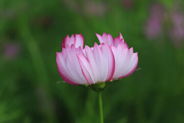 Obraz premium beautiful side view of a lovely pink edged flower in a lush green setting