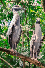 The yellow-crowned night heron, Nyctanassa violacea, is one of two species of night herons found in the Americas. Tampa, Florida, USA, 2019