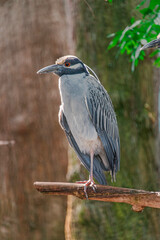 The yellow-crowned night heron, Nyctanassa violacea, is one of two species of night herons found in the Americas. Tampa, Florida, USA, 2019