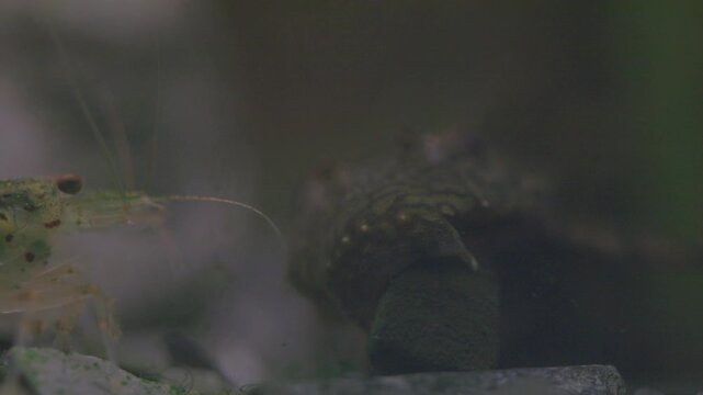 Freshwater aquarium tank macro nature, Amano shrimp moves its paws, eat tablet food spirulina algae. Aquarium fush catfish Ancistrus Madre De Dios.