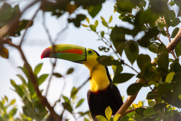 Keel-billed Toucan in Cano Negro Wildlife Refuge, costa rica © MarcoDiaz