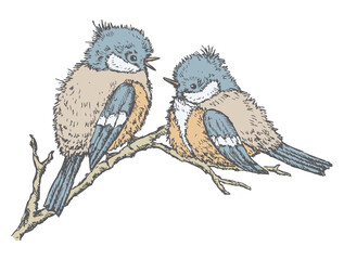 Hand drawing of two cute fluffy titmouse birds on branch, vector illustration isolated on white