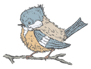 Hand drawing of one cute fluffy titmouse bird on branch, vector illustration isolated on white