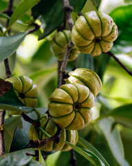 Garcinia gummi-gutta is a tropical species of Garcinia native to South and Southeast Asia. Common names include Garcinia cambogia, brindle berry, and Malabar tamarind, kokum, kudampuli