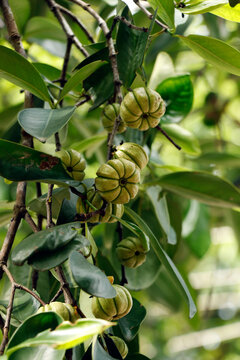 Garcinia gummi-gutta is a tropical species of Garcinia native to South and Southeast Asia. Common names include Garcinia cambogia, brindle berry, and Malabar tamarind, kokum, kudampuli