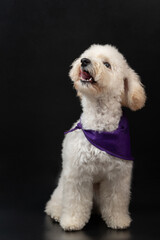 Happy barking white poodle puppy dog