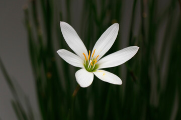 White windflower, Peruvian swamp lily, Zephyranthes candida, perennial bulbous herb with long...