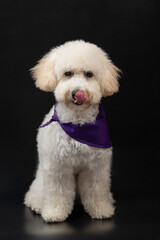 Obraz premium Leaking nose with tongue