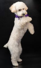 Standing on back paws white poodle dog