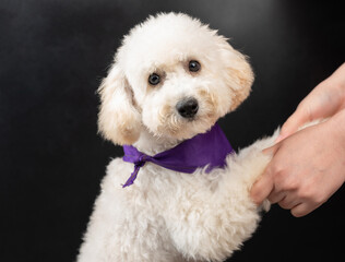 Woman hands hold poodle paws