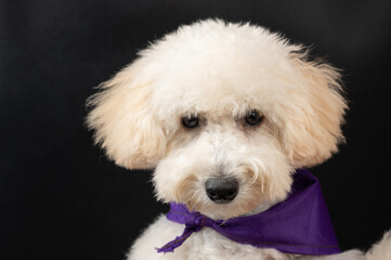 Groomed white poodle dog
