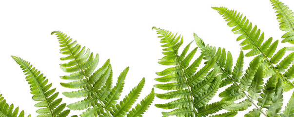 Naklejka premium Green fern leaves against a transparent background