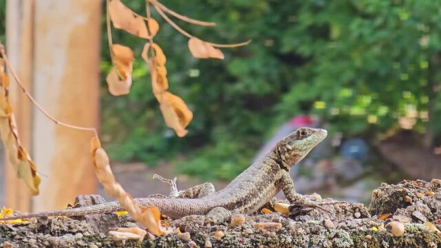 Lizard, a small lizard sunbathing on a wall in Brazil, 4k, natural light, selective focus.