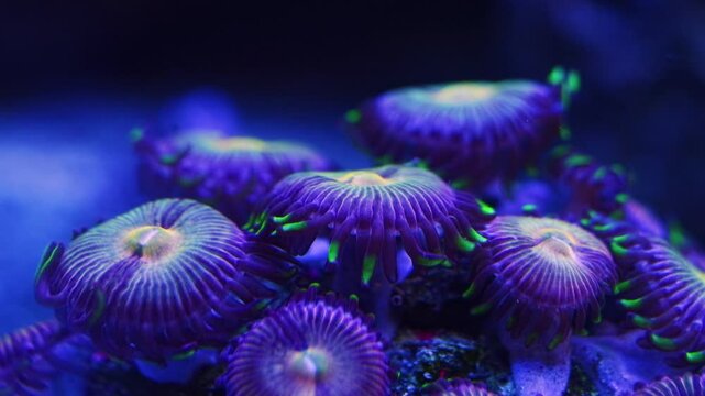 fluorescent button polyp colony, soft coral animal move disc tentacle in circular flow, pet for beginner aquarist, LED blue low light, nano reef marine aquarium, allelopathy toxin, shallow dof bokeh