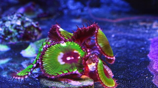 luminescent button polyp colony, soft coral animal move disc tentacle in circular flow, pet for beginner aquarist, LED blue low light, nano reef marine aquarium, allelopathy toxin, shallow dof bokeh