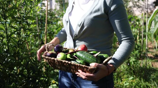 Woman picking up homegrown organic vegetables for healthy diet