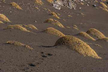 Footprints in ash of the volcanic landscape of Mount Etna with black lava ground and yellow plants of Astragalus siculus, Catania, Sicily, Italy