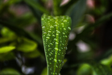 Beautiful large drop morning dew in nature, selective focus. Drops of clean transparent water on leaves.