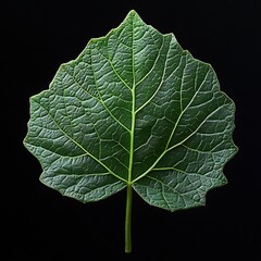 Fototapeta premium Detailed Close Up Green Leaf with Vibrant Veins photo