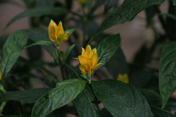 Exotic yellow flower, Acanthaceae Pachystachys Lutea, known by the common names lollipop plant golden shrimp.